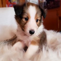 French Bulldog and Shetland Sheepdog Puppies from Ioney's Southern Paws Shelties and Frenchies