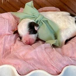 Iris (mint) - Brown and white female Bernedoodle puppy in West Haven, Utah from Harper Haven Cavapoos & Doodles