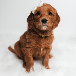 Harper - Red  female Goldendoodle puppy in New Lenox, Illinois from New Doods On The Block