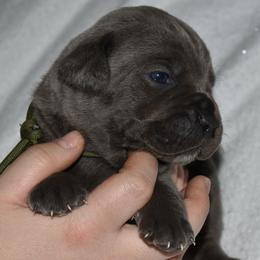 Males - Gray male Cane Corso puppy in Sault Ste Marie, Michigan from Willow Creek Cane Corsos