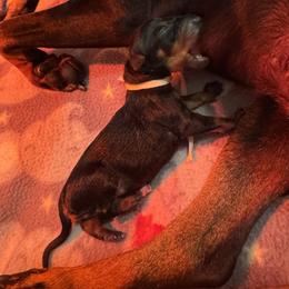 Boy 1 - Black and tan male Manchester Terrier puppy in Oakdale, California from Noble Kennels Standard Manchesters