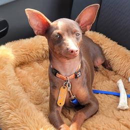 Jelly Jelly - Miniature Pinscher