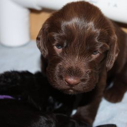 Field Spaniel Puppies from Catera Field Spaniels