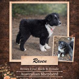 Raven - Black & white female Australian Shepherd puppy in Citra, Florida from AEW Farm