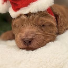 Blue - Red  male Goldendoodle puppy in Boise, Idaho from Goldendoodle Baby