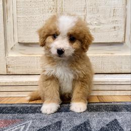 Red and White Bicolor - Red male Bernedoodle puppy in Brooksville, Florida from Kruger Doodles