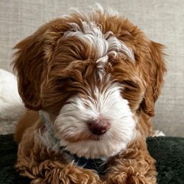 Bernedoodles, Bernese Mountain Dogs, and Goldendoodles from TurkeyCreek-K9