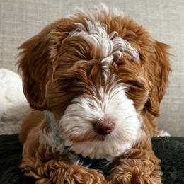 Bernedoodles, Bernese Mountain Dogs, and Goldendoodles from TurkeyCreek-K9