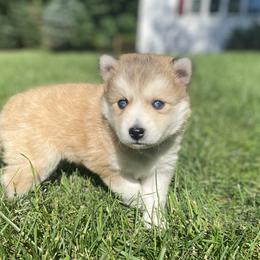 Pomsky Puppies from SMP Pomsky/Southern Minnesota Pomskies