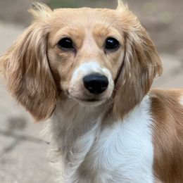 Avery - Dachshund