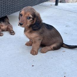 Rosie - Red female Dachshund puppy in Paso Robles, California from Nicole's Dachshunds