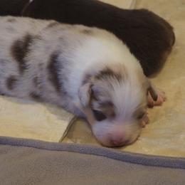 Mike - Red merle male Australian Shepherd puppy in Cape Girardeau, Missouri from Promise Keeper Kennel