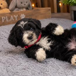 Puppy 2 - Black and white male Aussiedoodle puppy in Albertville, Alabama from Home Sweet Home Doodles LLC