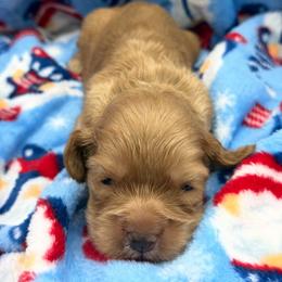 Everest - Buff male Cocker Spaniel puppy in Howe, Indiana from A&J Kennel