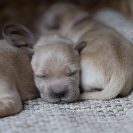 Gabrielle - Golden female Golden Retriever puppy in Payette, Idaho from Stonewick Retrievers