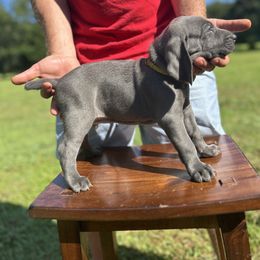 Weimaraner Puppies from Georgia Line Weimaraners