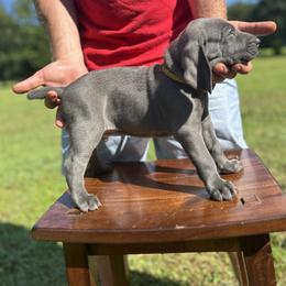 Weimaraner Puppies from Georgia Line Weimaraners