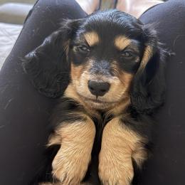 Squirt - Black and tan male Dachshund puppy in Easley, South Carolina from Castle Hill Doxies, LLC