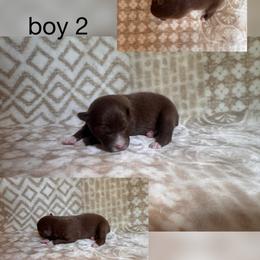 Boy 2 - Red & white male Australian Shepherd puppy in Patriot, Ohio from Caseypups