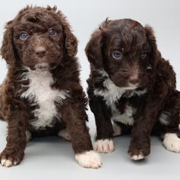 Boy 4 - male Bernedoodle puppy in Westminster, South Carolina from Goldendoodlepuppiessc