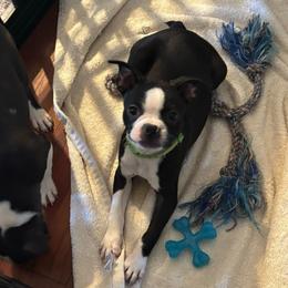Boy- green collar - Black and white male Boston Terrier puppy in Mc Donough, Georgia from Ballard Boston Terriers