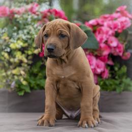 Mr. Black - Rd whtn blk nose male Rhodesian Ridgeback puppy in Hillman, Minnesota from Rhoxwood Kennel