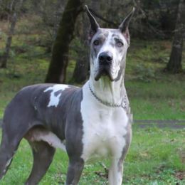 Anastasia, Tazia - Blue and white female Great Dane puppy in Albany, Oregon from Red Cloud Australian Shepherds and DeGray Great Danes & Bulldogs