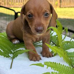 AKC Female 3000 - Red female Dachshund puppy in Summerville, South Carolina from Funk's Four-Legged Friends