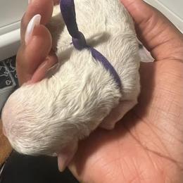 Poodle Puppies from J'Adore Doodles