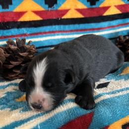 Duke - Black tri male Miniature Australian Shepherd puppy in Lebanon, Oregon from Two Pines Mini Aussies