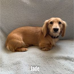 Jade - Dachshund