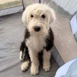 Azaria - Black and white female Old English Sheepdog puppy in Acton, California from Fab OES
