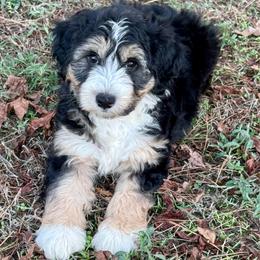 Dean - Black tri-color male Aussiedoodle puppy in Charleston, Arkansas from Lazy S Aussies