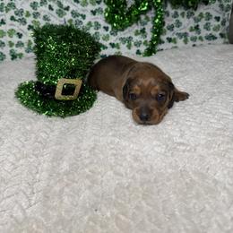 Ruby - Red female Dachshund puppy in Blackfoot, Idaho from 208 Weenies