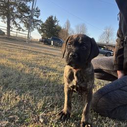 Penny - Chestnut brindle female Cane Corso puppy in Choctaw, Oklahoma from Emerald Cane Corso