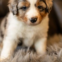 Girl 1 - female Miniature American Shepherd puppy in Tonopah, Arizona from King's Miniature American Shepherds