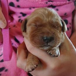 Pink - Dark golden female Golden Retriever puppy in Lanesboro, Minnesota from Eagle Ridge Golden Retrievers