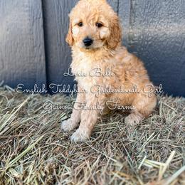Lexie Belle English Teddybear - Apricot female Goldendoodle puppy in Grove, Oklahoma from Guinn Family Farms
