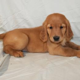 Nettle - Dark golden male Golden Retriever puppy in New Weston, Ohio from Bertke AKC Golden Retrievers and Bernese Mountain Dogs