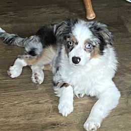 Poodles and Toy Australian Shepherds from 2B Aussies