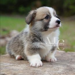 Rex - Red male Pembroke Welsh Corgi puppy in Straughn, Alabama from Magnolia Creek Corgis