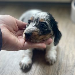Monaco - Dapple male Dachshund puppy in Robesonia, Pennsylvania from Happily Ever After’s Puppies