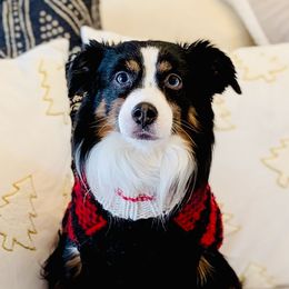 Miniature American Shepherds, Miniature Australian Shepherds, and Toy Australian Shepherds from Corner Oak Aussies