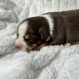 Tri female 1 - Red tri female Miniature Australian Shepherd puppy in Lemon Cove, California from Magic Ranch Mini Aussies