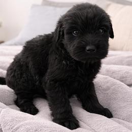 Female 5 - Black female Giant Schnauzer puppy in Mcneal, Arizona from Olympian Giant Schnauzers and Westie’s!