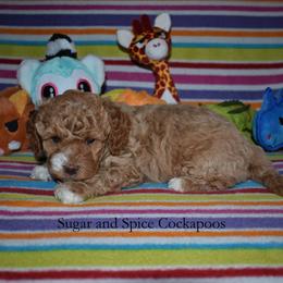 Alex (Alakay) - Cream male Cockapoo puppy in Hopkins, South Carolina from Sugar and Spice Cockapoos