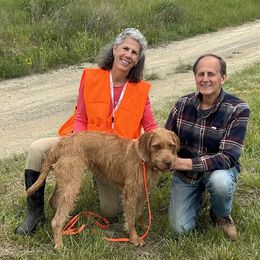 Wirehaired Vizslas from Kendra Breeding