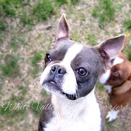 Lyric - Boston Terrier