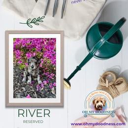 Goldendoodle Puppies from Jeremy Dafoe