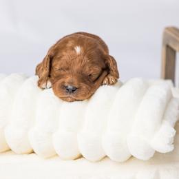 Cavapoo Puppies from North Ranch Doodles